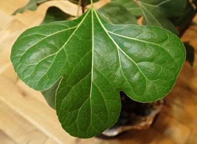 Brachychiton populneus - brachychiton topolový - list